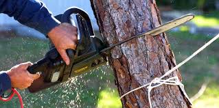 Trusted Oak Grove, TN Tree Services Experts