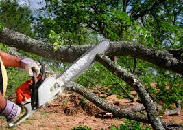 How Our Tree Care Process Works  in Oak Grove, TN