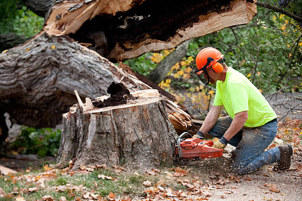 Best Utility Line Clearance  in Oak Grove, TN