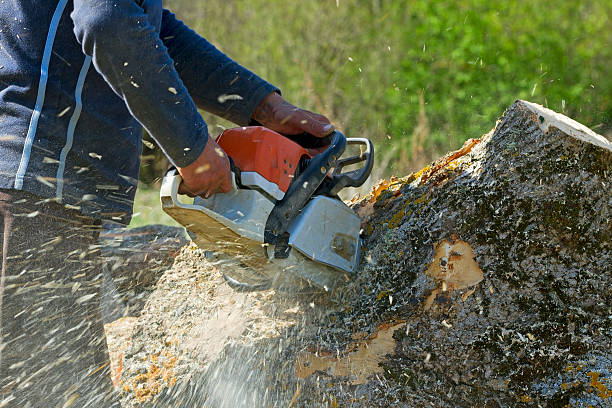 Best Aeration Services  in Oak Grove, TN